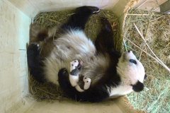 1 hónaposak a pandaikrek