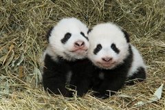 100 napos lett a két pandabocs