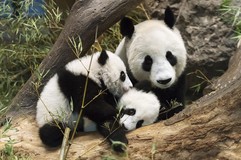 5 hónaposak a panda ikrek