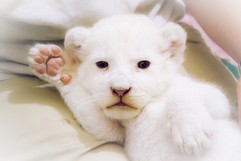 Bemutatkozott a nagyközönségnek a Nyíregyházi Állatpark fehér oroszlán bébije