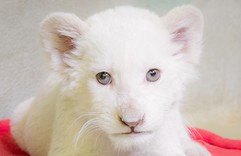 Kókusz lett a Nyíregyházi fehér oroszlán kölyök neve