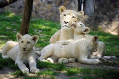 Nevet kaptak a Nyíregyházi Állatpark fehér oroszlán hármasiker kölykei